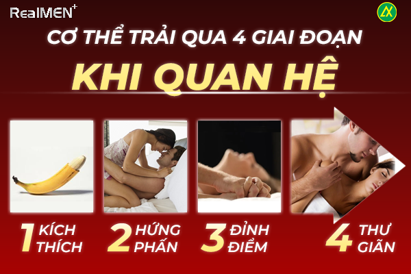 Cơ thể thường sẽ trải qua 4 giai đoạn khi quan hệ tình dục