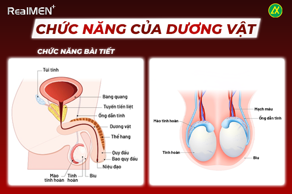 Cấu tạo dương vật có 2 chức năng chính quan trọng