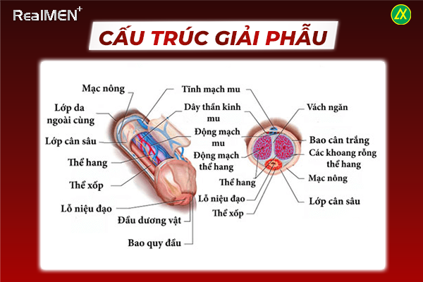 Cấu trúc giải phẫu bên trong của dương vật 