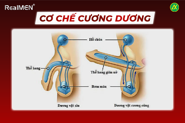 Cơ chế cương dương ở nam giới diễn ra 3 quá trình