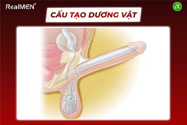 Dương vật được cấu tạo từ nhiều bộ phận khác nhau