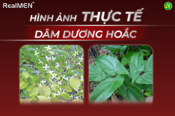 Hình ảnh thực tế của cây Dâm Dương Hoắc